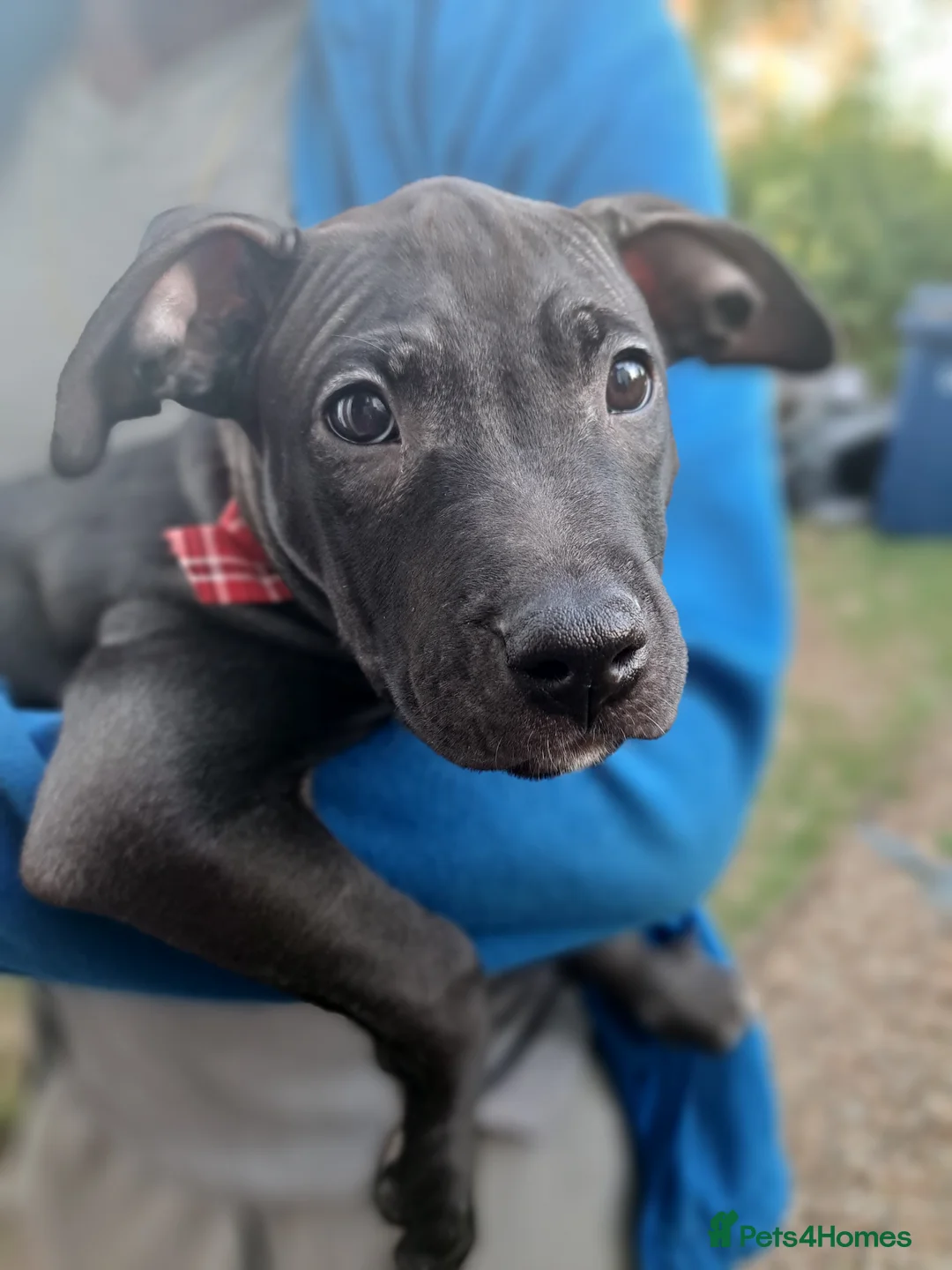 Mixed Breed dogs for sale: American Bulldog x Presa De Canario x Malinois Mix - Advert 2