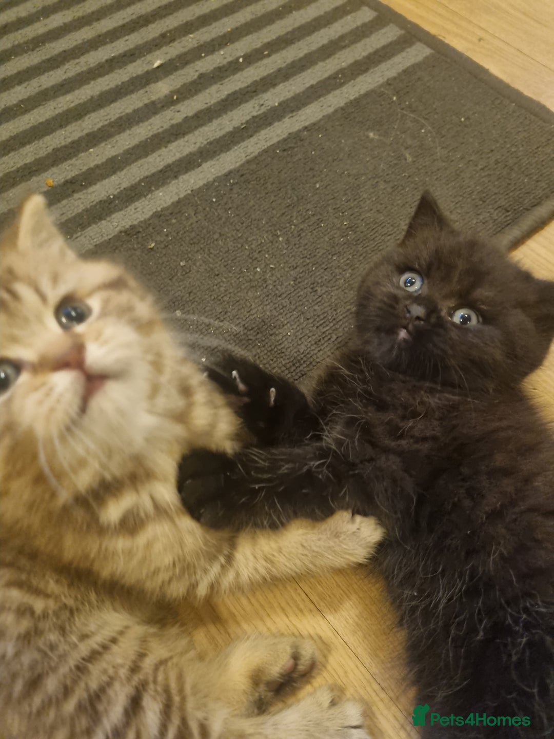 British Shorthair cats for sale: GCCF Purebred BSH kittens - Advert 1