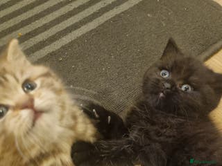 British Shorthair cats GCCF Purebred BSH kittens - Advert 2