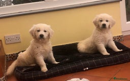 Golden Retriever dogs for sale: Home bred Chunky cream Goldie pups - Image 14