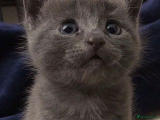 Mixed Breed cats - Advert 1