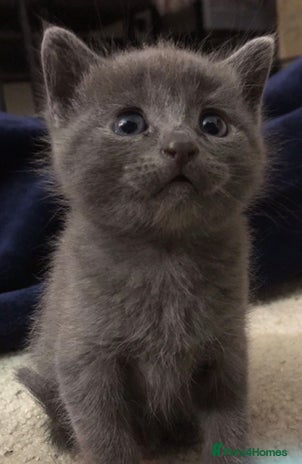 Mixed Breed cats - Advert 1