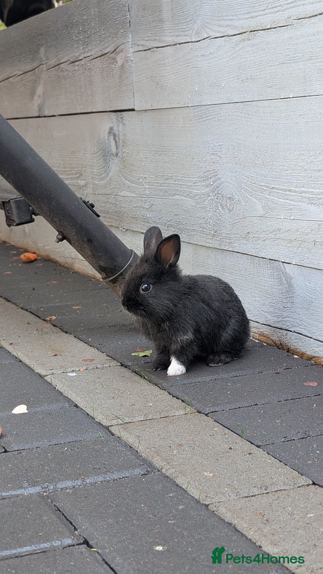 Mixed Breed rabbits for sale: Netherland Dwarf mix Lionhead - Image 9