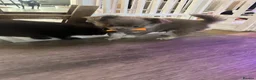 Chihuahua dogs for sale: READY NOW - Long coat chihuahua puppies - Advert 27