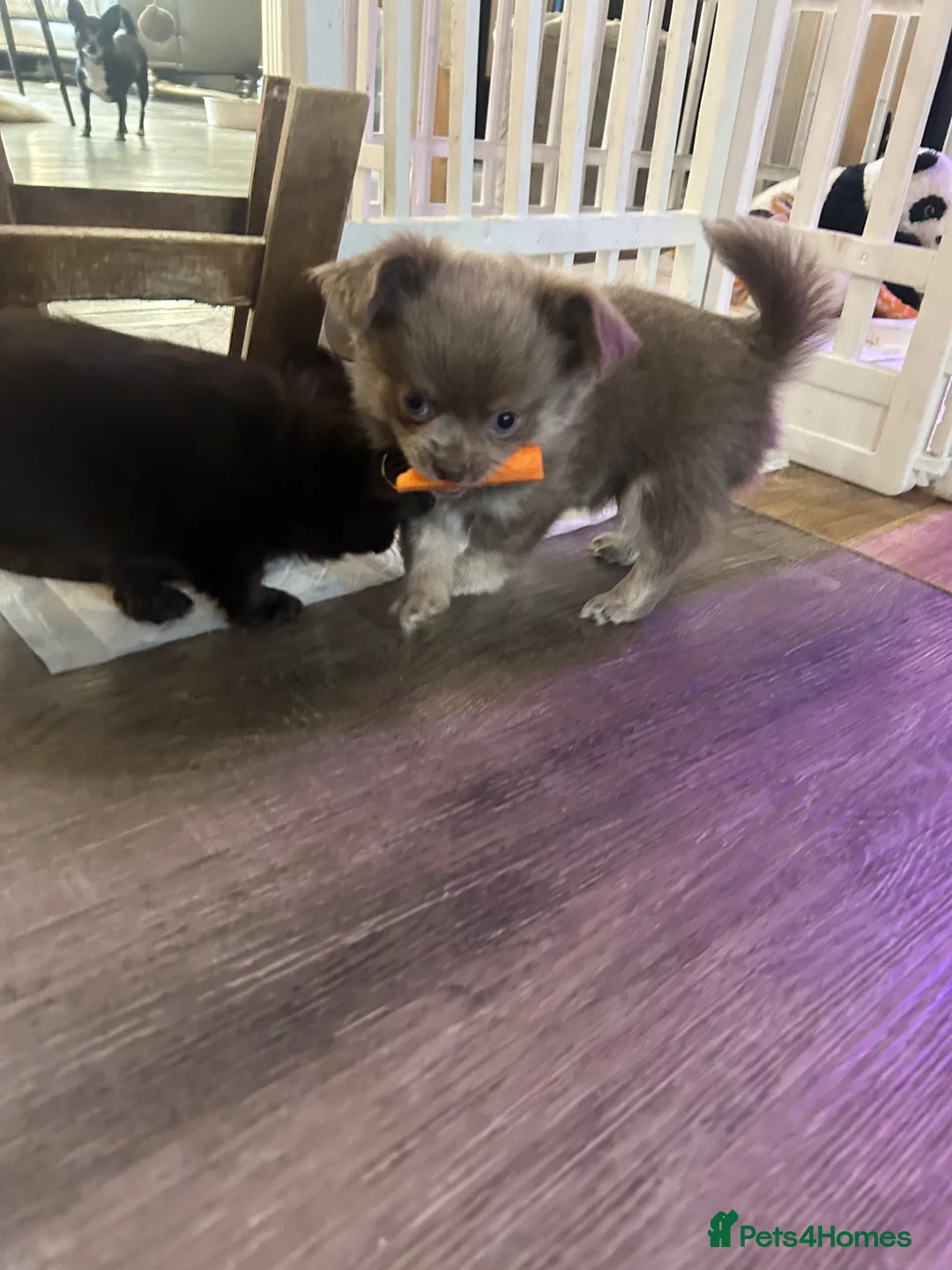 Chihuahua dogs for sale: READY NOW - Long coat chihuahua puppies - Advert 27