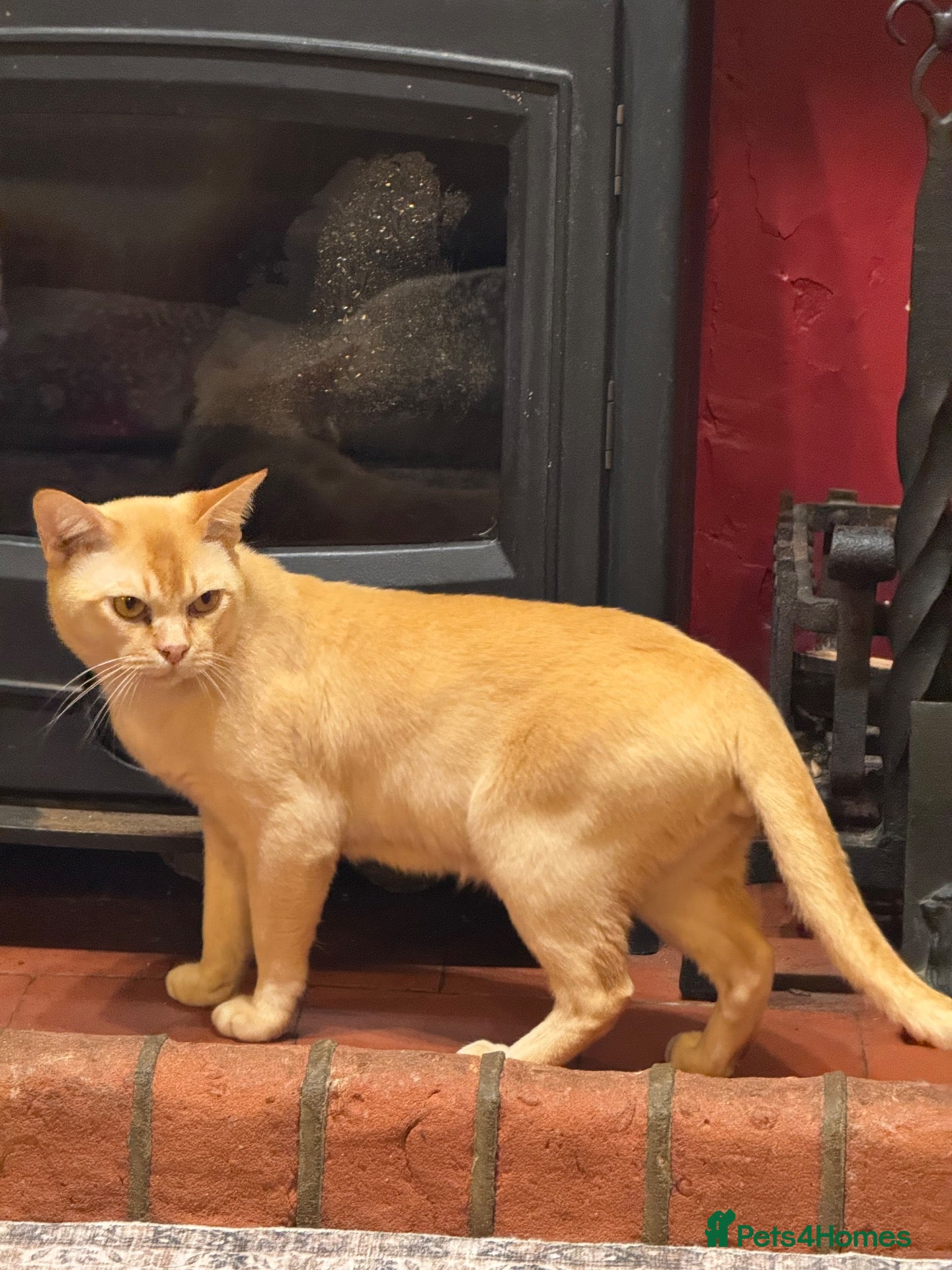Burmese cats for sale: Gorgeous Playful Loving Burmese Kittens  - Advert 2