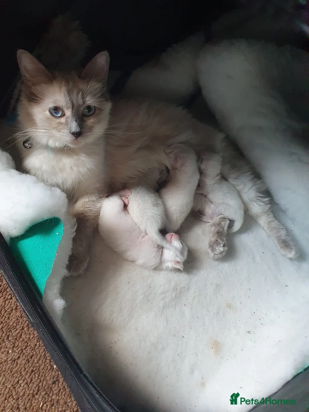 Ragdoll cats for stud: Ragdoll Stud Lilac Colour GCCF Active in Sheffield - Advert 8