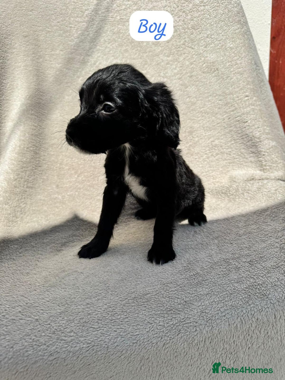 Sprocker dogs for sale: 7 Sprocker puppies  - Advert 11