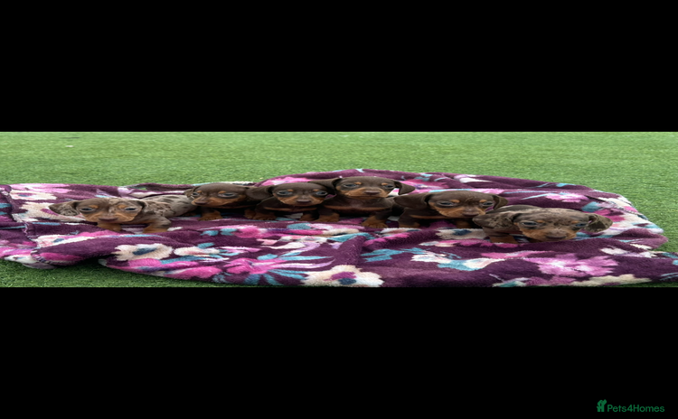 Miniature Dachshund dogs - Advert 9