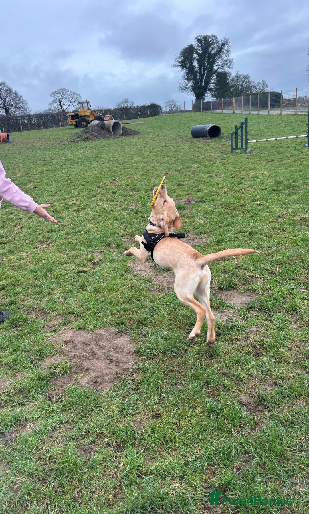 Labrador Retriever dogs for sale: 6 months Labrador  - Advert 2