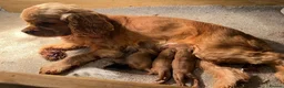Cockapoo dogs for sale: Stunning cockerpoo puppies !! - Advert 3