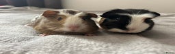 Guinea Pig rodents for sale: Two guinea pigs  - Advert 2