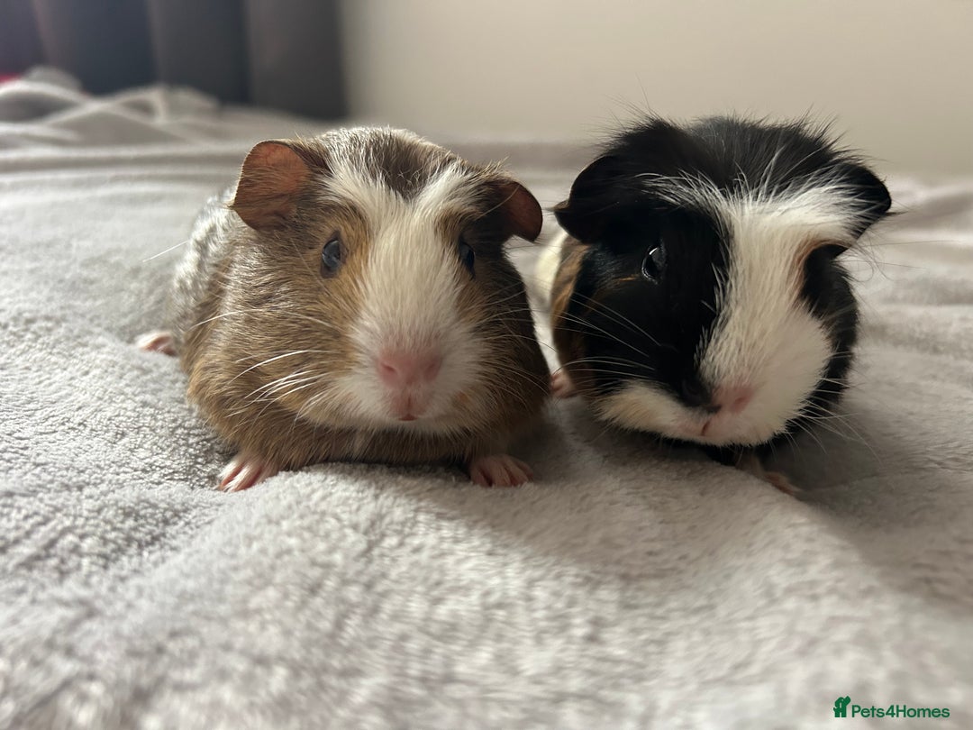 Guinea Pig rodents for sale: Two guinea pigs  - Advert 2