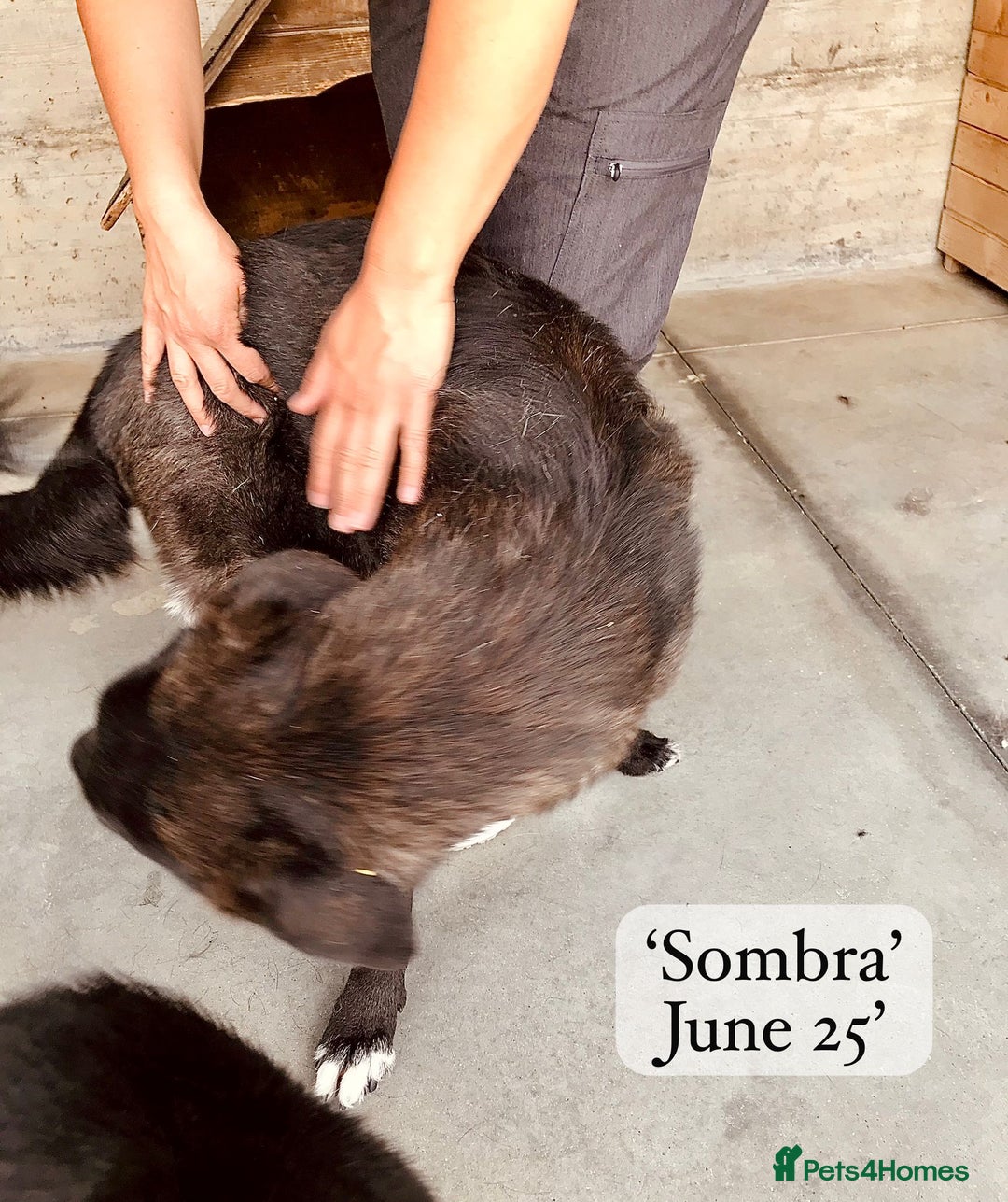 Mixed Breed dogs for adoption: Sombra, 1.5 yrs approx  Available for adoption  in Brixham - Image 24