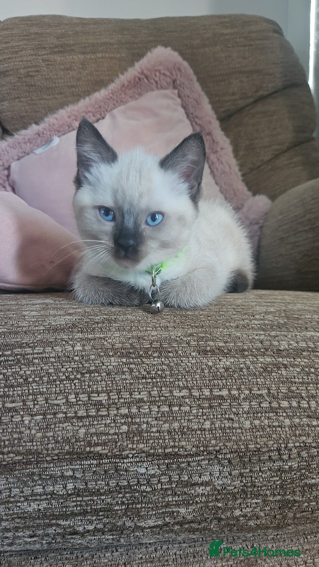 Mixed Breed cats for sale: Kittens mix breed.  - Image 2