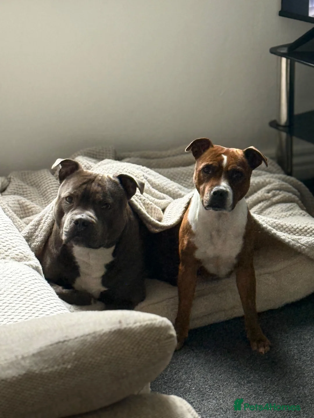 Staffordshire Bull Terrier dogs for sale: Staffordshire Bull Terrier Puppies - Advert 1