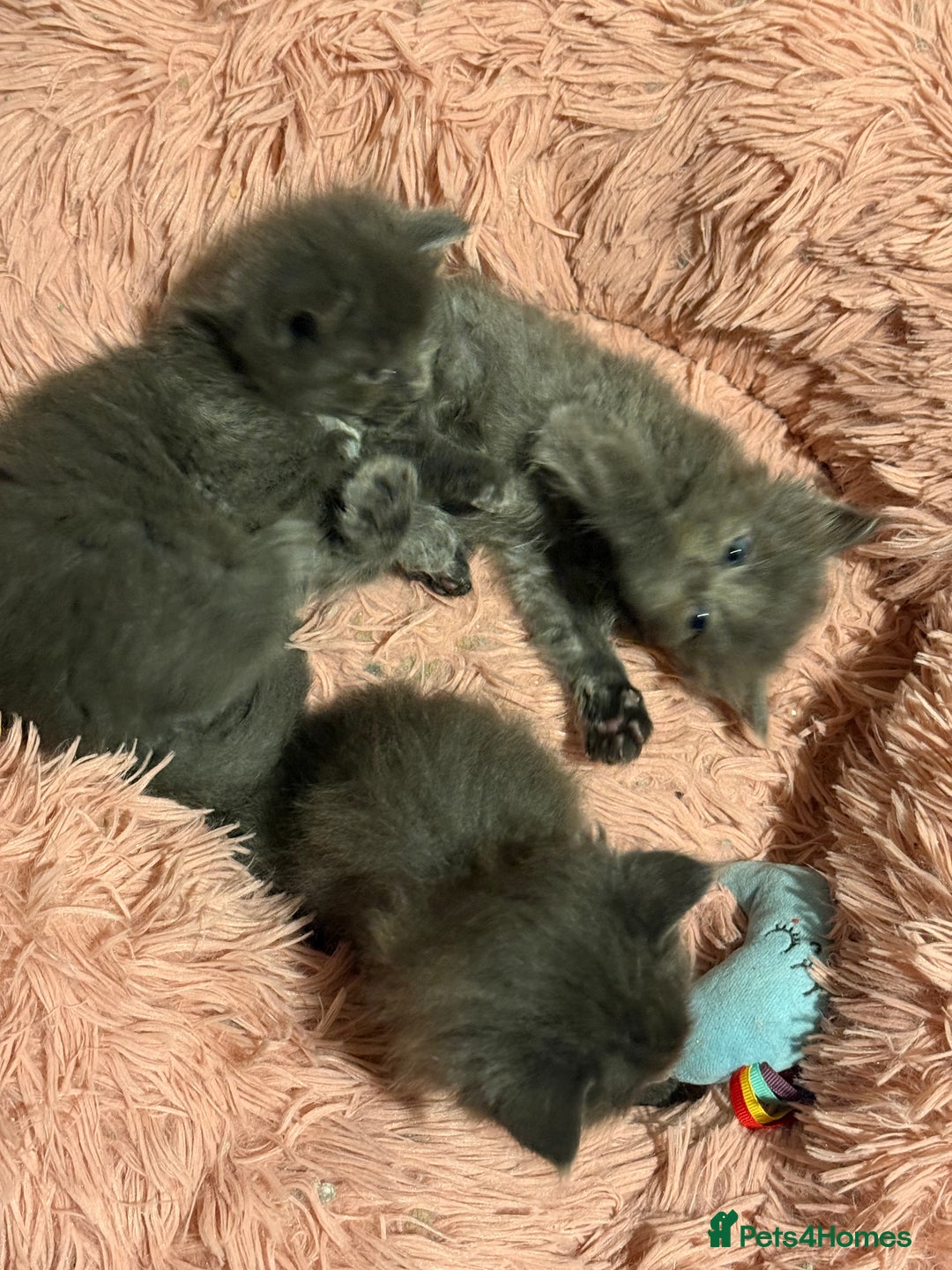 Ragcoon cats for sale: READY NOW Stunning RAGCOON Kittens  - Advert 12