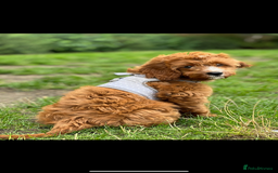 Cavapoo dogs for sale: Cavapoo F1b puppies due in December - Image 15