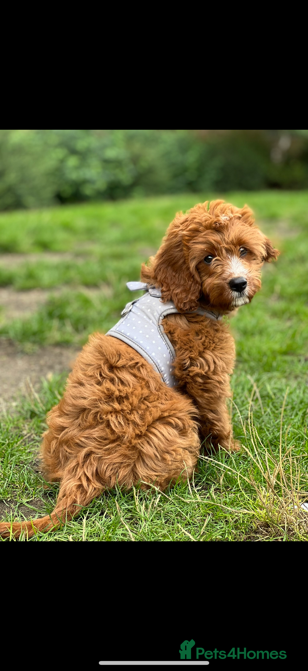 Cavapoo dogs for sale: Cavapoo F1b puppies due in December - Image 15