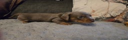 Miniature Dachshund dogs for sale: Miniature Dachshund Puppies - Advert 13