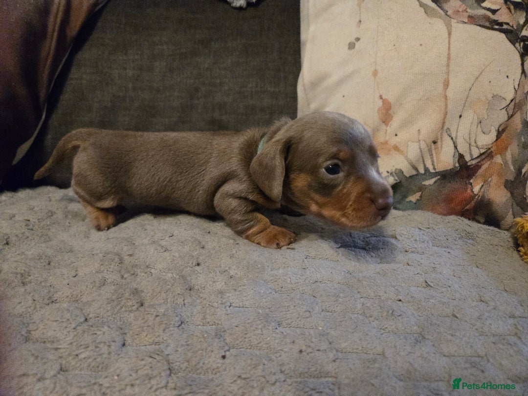Miniature Dachshund dogs for sale: Miniature Dachshund Puppies - Advert 13
