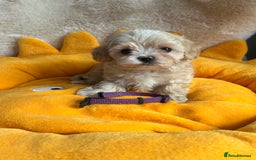 Maltipoo dogs for sale: Stunning Malticavapoo puppies NORTH STAFFORDSHIRE - Image 4