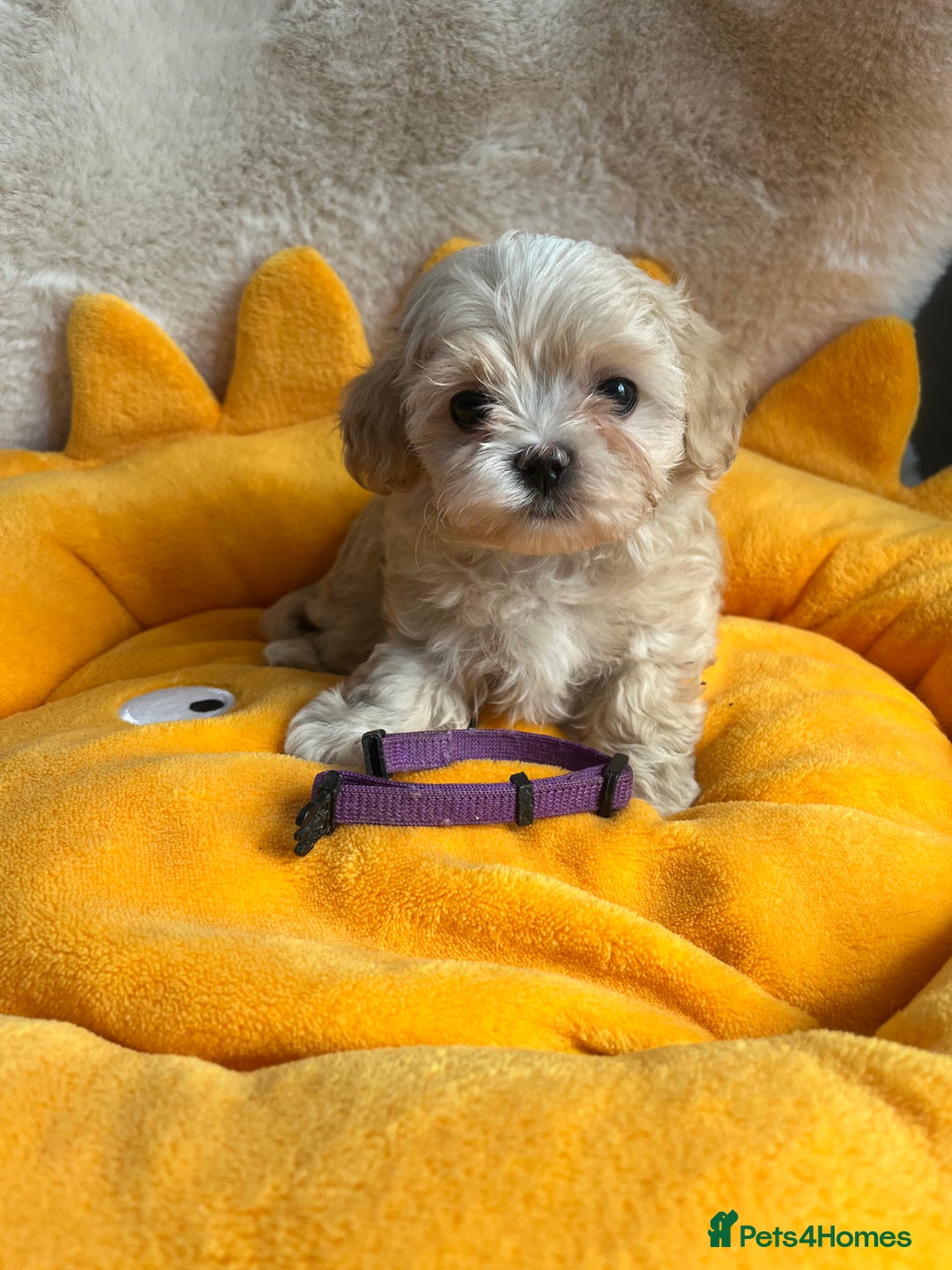Maltipoo dogs for sale: Stunning Malticavapoo puppies NORTH STAFFORDSHIRE - Image 4