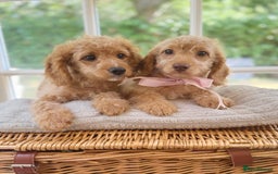 Cavapoo dogs for sale: F1b cavapoo puppies fully vaccinated  - Image 5