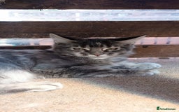 Maine Coon cats for sale: Maine coon purebred pedigre xl in Barnsley - Image 27