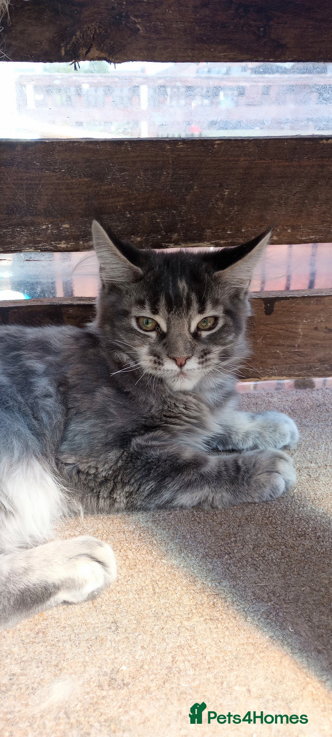 Maine Coon cats for sale: Maine coon purebred pedigre xl in Barnsley - Image 27
