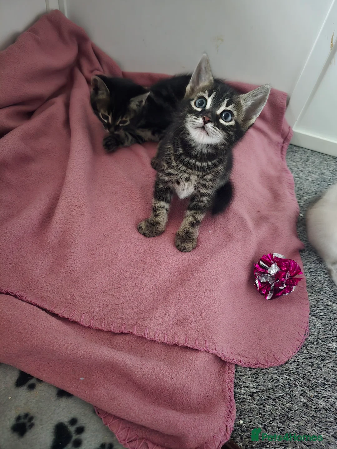 Bengal cats for sale: BENGAL CROSS BLUE BENGAL  - Advert 5