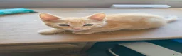Mixed Breed cats for sale: 4 Well Trained & Healthy Kittens For New Home - Advert 5