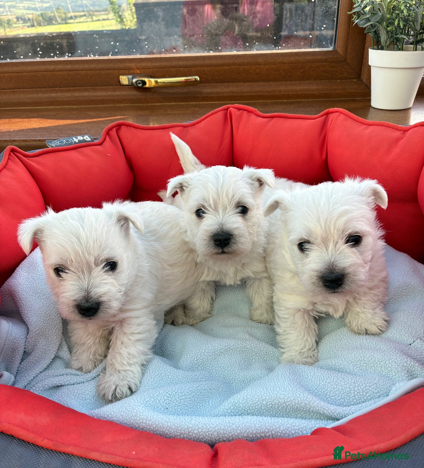 West Highland Terrier dogs West Highland Terriers  - Advert 1