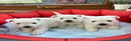 West Highland Terrier dogs for sale: West Highland Terriers  - Advert 4