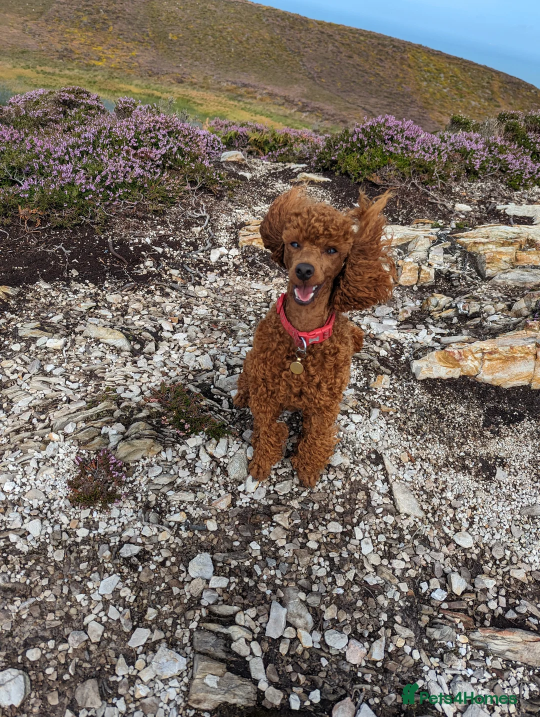 Miniature Poodle dogs for stud: Stunning proven KC health tested Red Stud in Reading - Advert 11