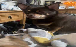 Pomchi dogs for sale: Choco- Reluctant rehoming - Image 3