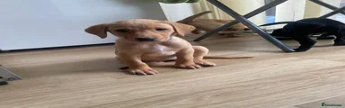Labrador Retriever Puppy 6 (blue)
