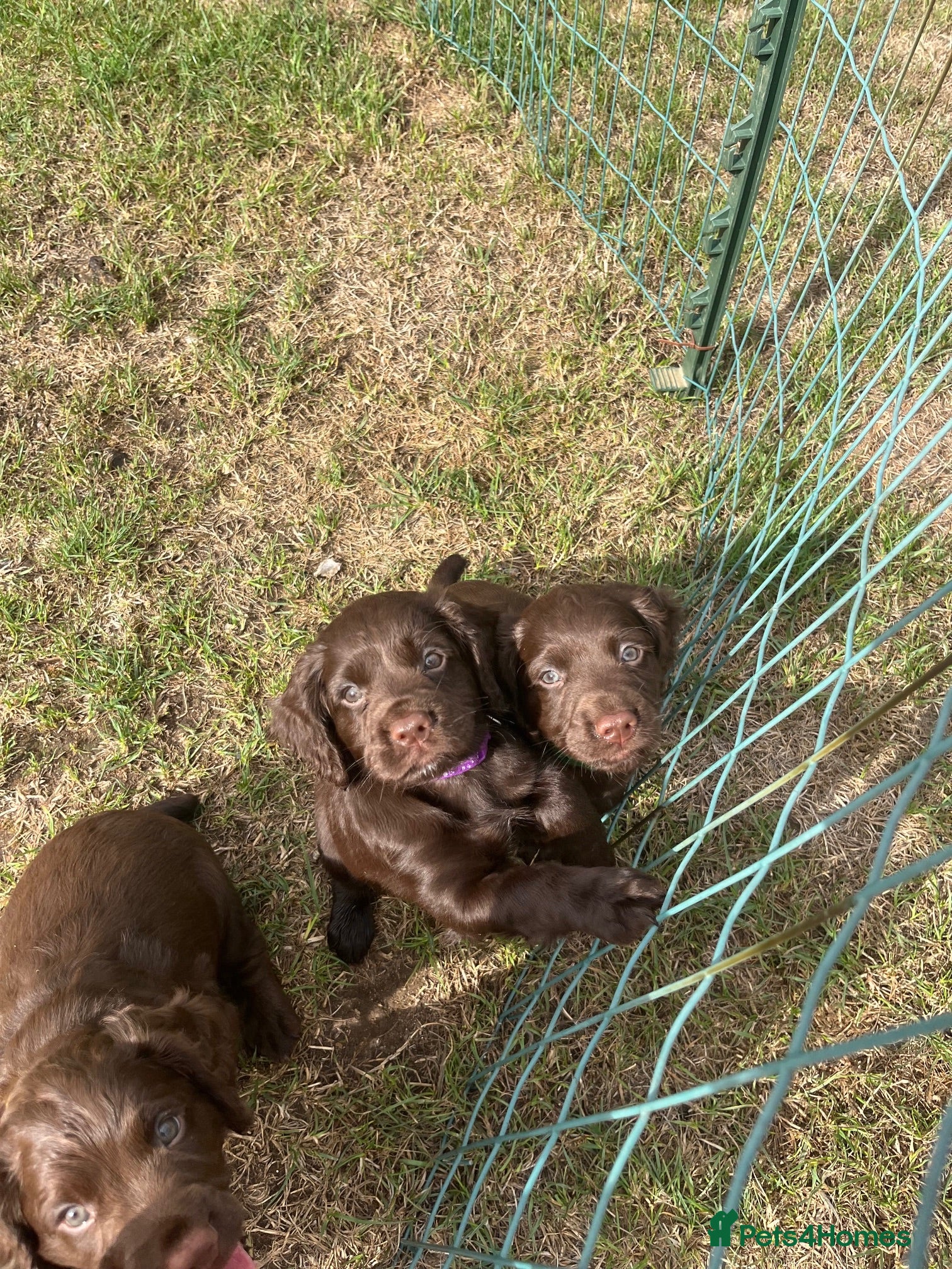 Cocker Spaniel dogs KC Working Cocker Spaniel Pups - Liver/Chocolate - Advert 11