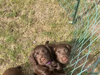 Cocker Spaniel dogs KC Working Cocker Spaniel Pups - Liver/Chocolate - Advert 11