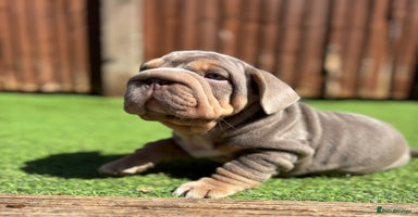 Mixed Breed dogs - Advert 1