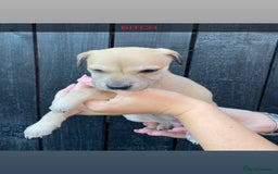 Lurcher dogs for sale: Lurcher puppies  - Image 2