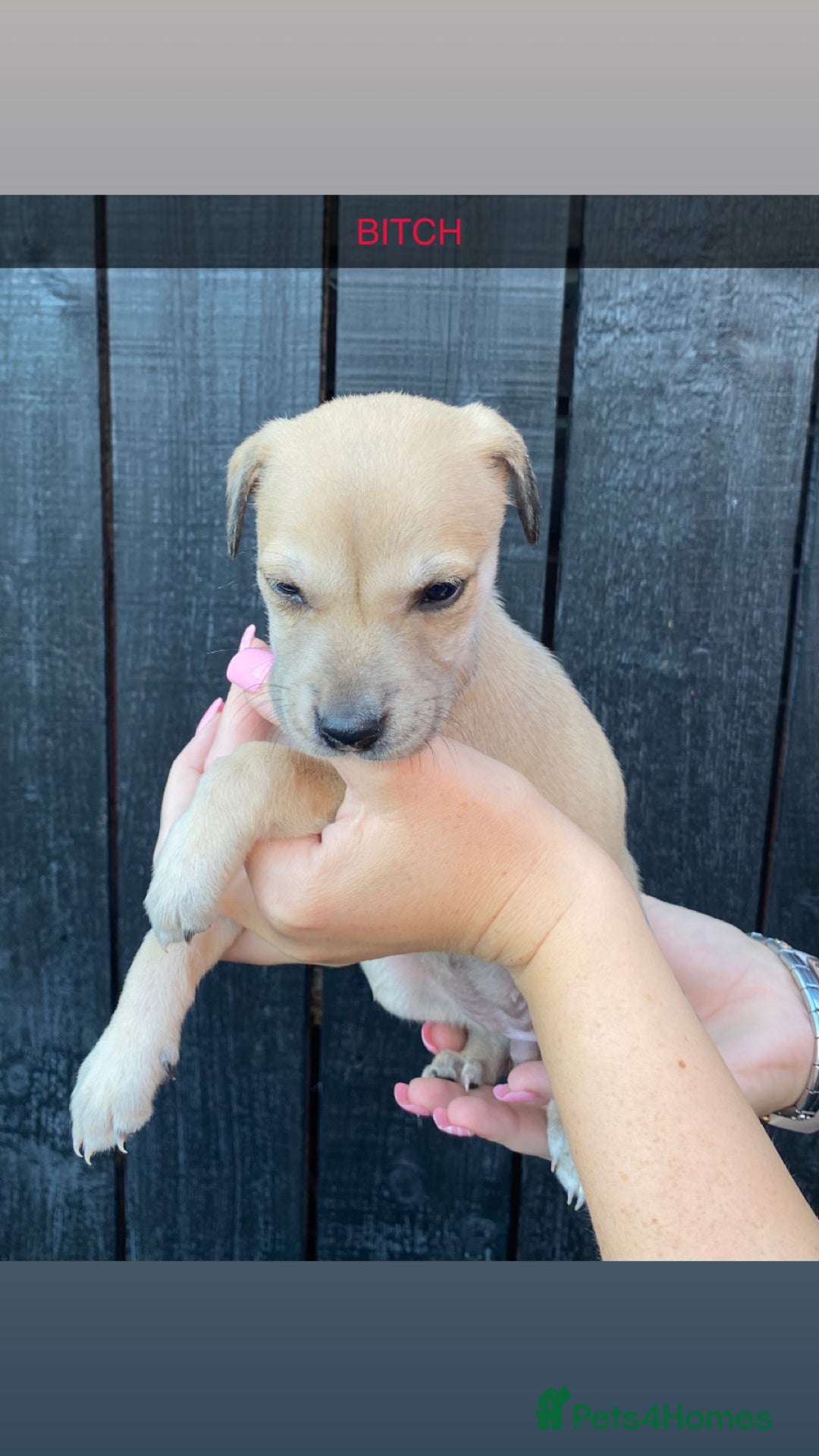 Lurcher dogs for sale: Lurcher puppies  - Image 2