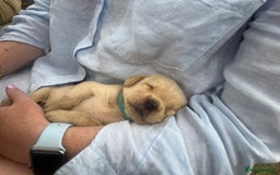 Labrador Retriever dogs for sale: Field trial working Labrador puppies  - Image 3
