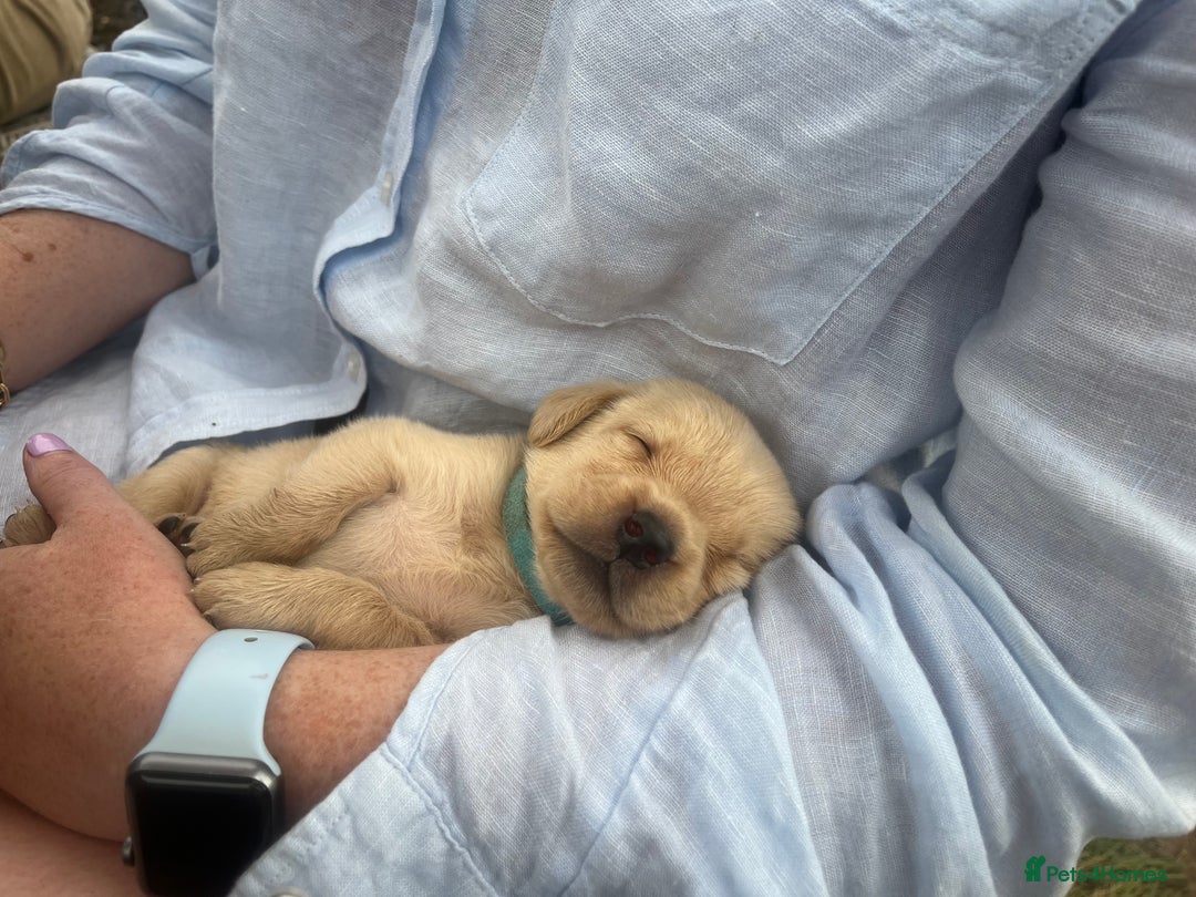 Labrador Retriever dogs for sale: Field trial working Labrador puppies  - Image 3