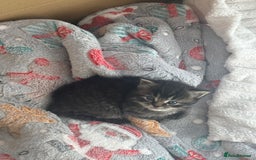 Mixed Breed cats for sale: Beautiful half Persian kittens - Image 6