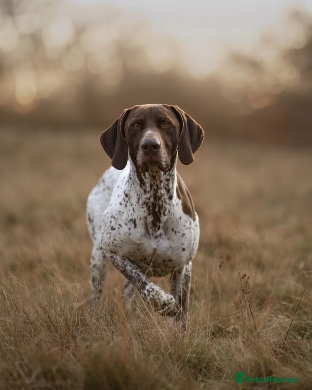 German Shorthaired Pointer dogs for stud: 🌟 IVANHOE THE GREAT 🌟 GSP STUD - Advert 2