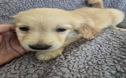 Golden Retriever dogs for sale: Kc Golden Retriever puppies for sale  - Image 21