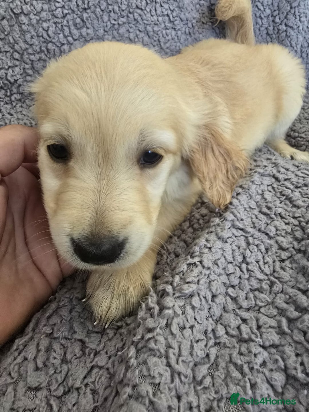 Golden Retriever dogs for sale: Kc Golden Retriever puppies for sale  - Image 21