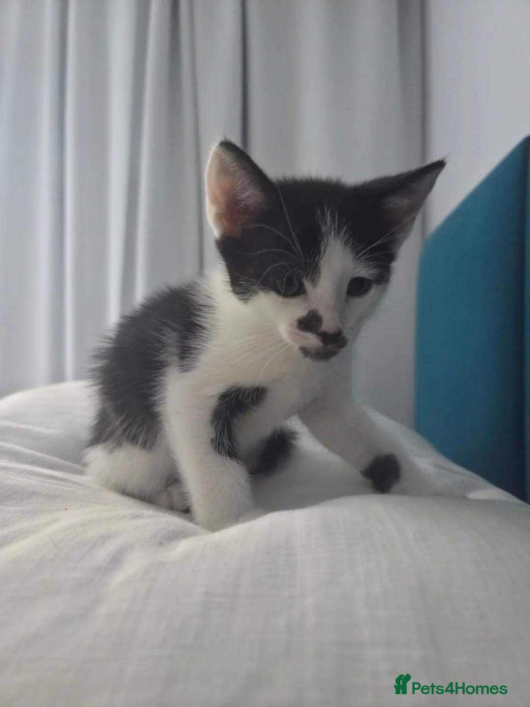 Mixed Breed cats for sale: 🐾 Handsome Little Boy  🖤🤍 - Advert 4