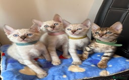 Bengal cats for sale: Pedigree Snow Bengal Kittens with TICA - Image 1